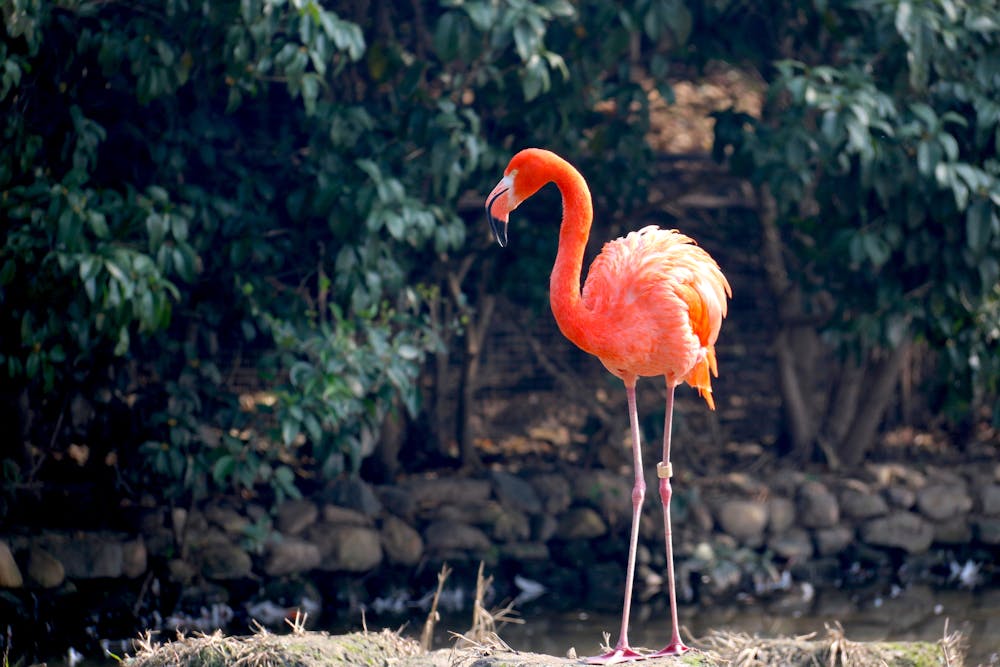 Flamingos and the Fascinating Link Between Migration and Aging A vibrant flamingo stands gracefully amidst lush greenery in a tranquil outdoor setting with rocks and water.