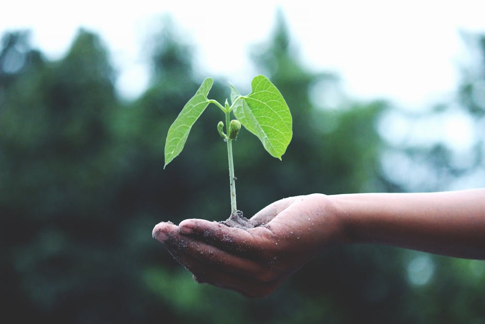 Only Three Years Left to Avoid Passing 1.5°C Warming, Scientists Warn A young sapling held in hands symbolizes growth and sustainability.
