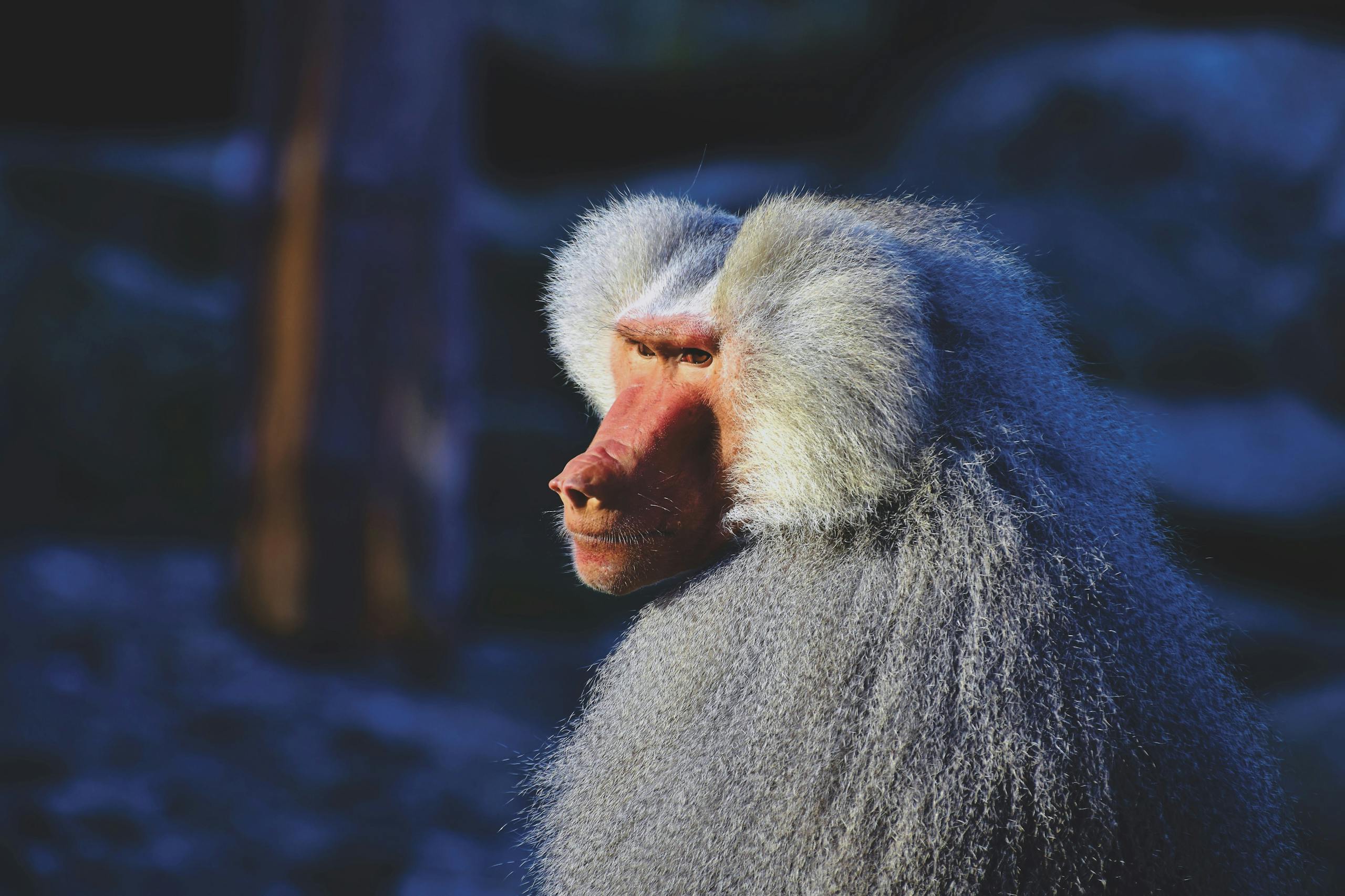 Why Baboons Travel in Line - A Curious Case of “Social Spandrels” Close-up side view of a majestic baboon in natural daylight, showcasing its fur and profile.