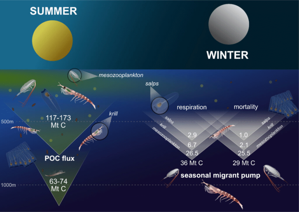 Tiny Ocean Travelers Lock Away Carbon in the Southern Ocean Tiny Ocean Travelers Lock Away Carbon in the Southern Ocean