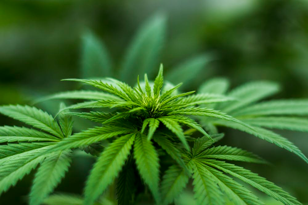 Why So Many Patients Quit Medical Cannabis Within a Year