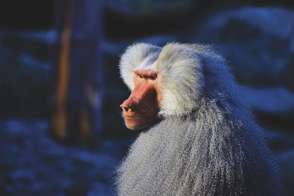 Why Baboons Travel in Line - A Curious Case of “Social Spandrels” Why Baboons Travel in Line - A Curious Case of “Social Spandrels”