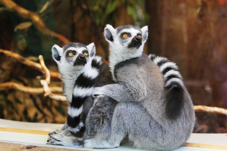 New Study Reveals Cold Origins of Primates, Challenging Long-Held Beliefs