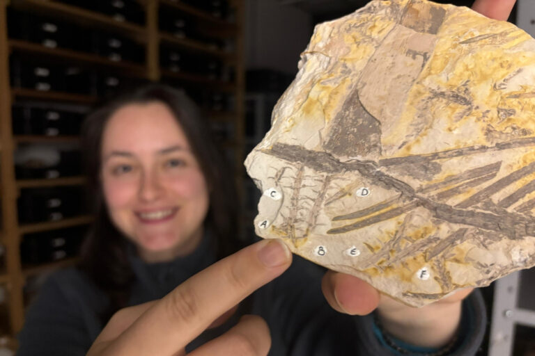 Brazilian Scientists Crack a 50-Year-Old Fossil Mystery With Discovery of a New Ancient Plant