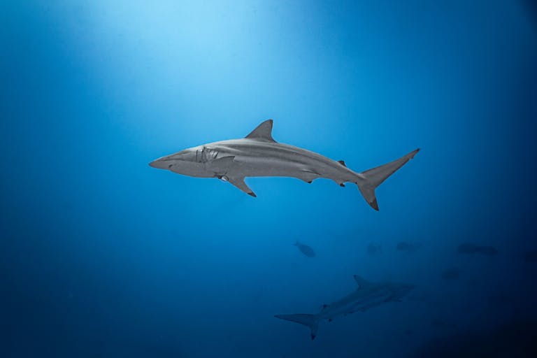 Endangered Sharks Found in U.S. Grocery Stores: Study Reveals Mislabeling and Health Risks