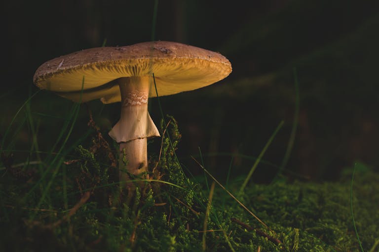 A detailed view of a mushroom growing among moss in a dimly lit forest setting.