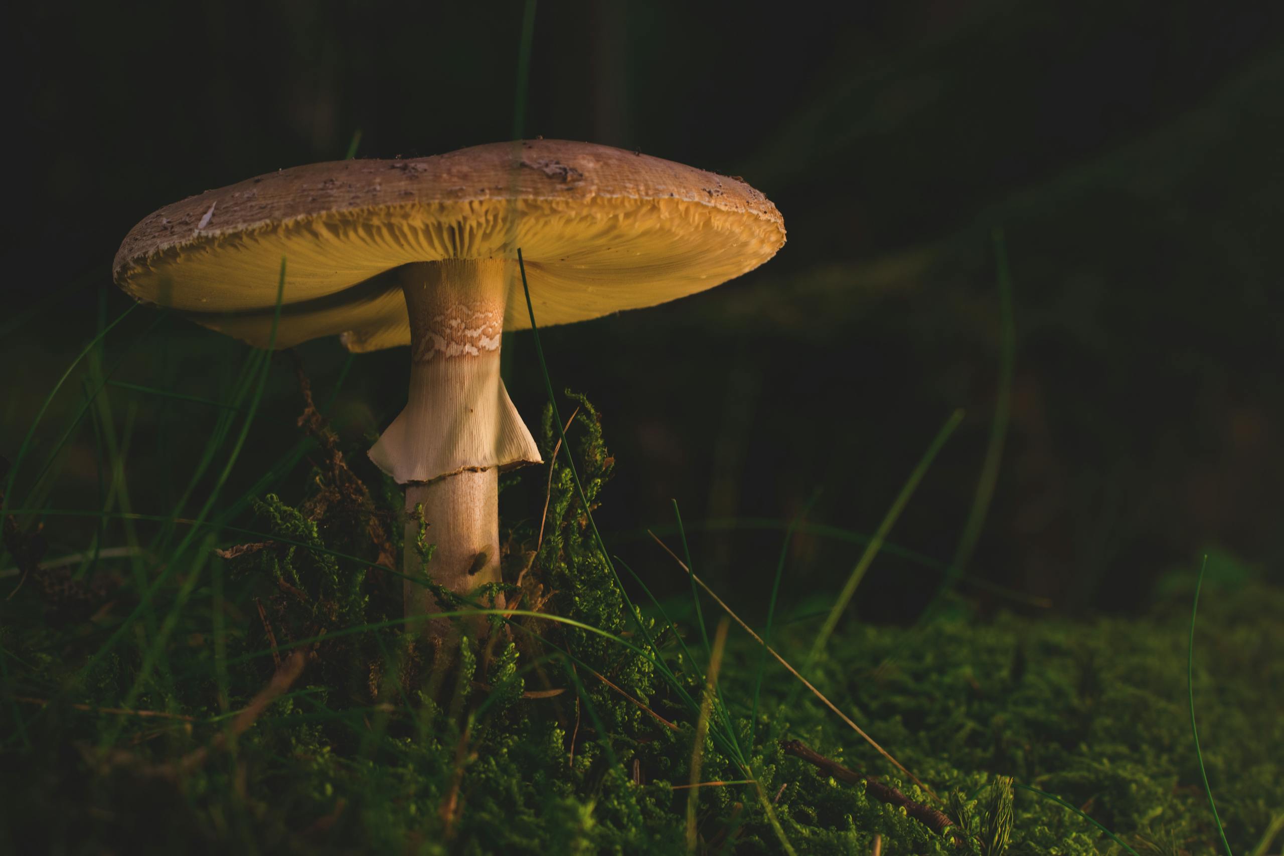 A detailed view of a mushroom growing among moss in a dimly lit forest setting.