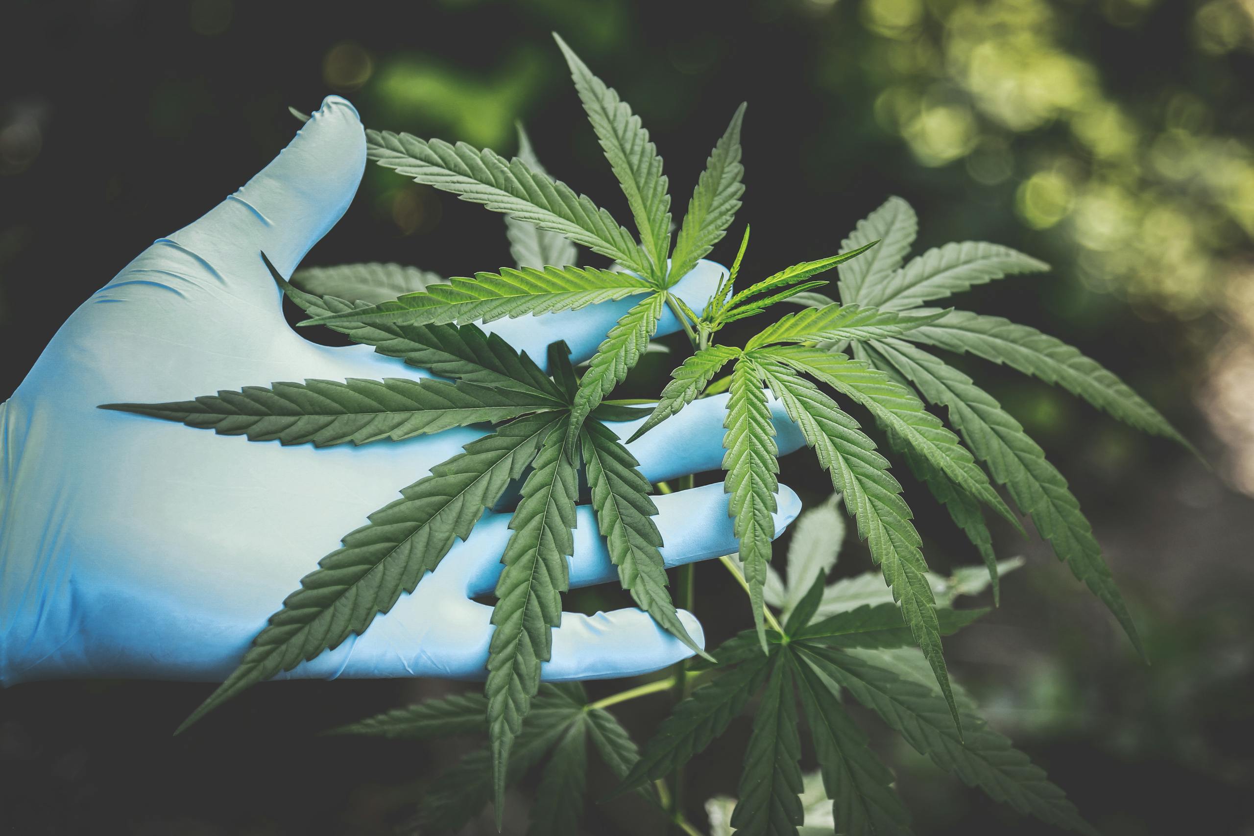 Cannabis Could Be a Game-Changer for Insomnia A hand in gloves holds fresh cannabis leaves outdoors, highlighting natural growth.