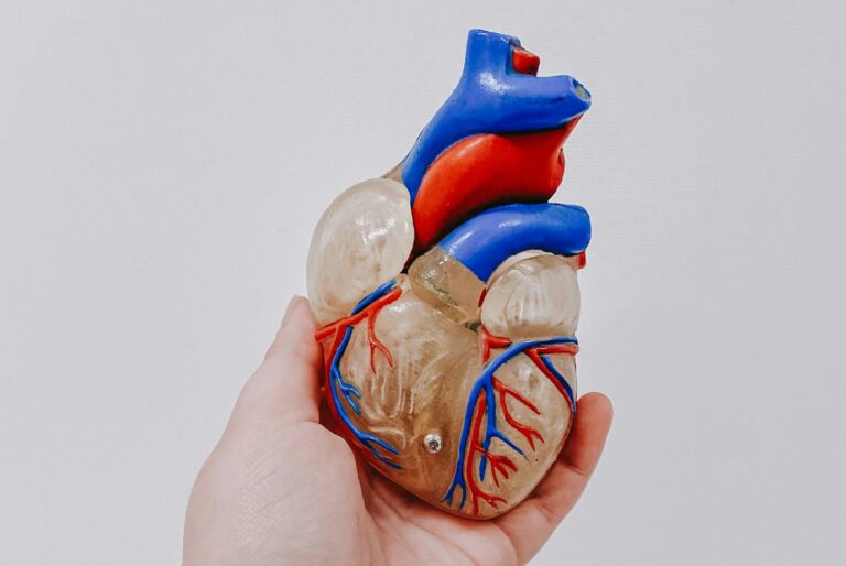 A tattooed hand holds a colorful anatomical heart model against a plain background.