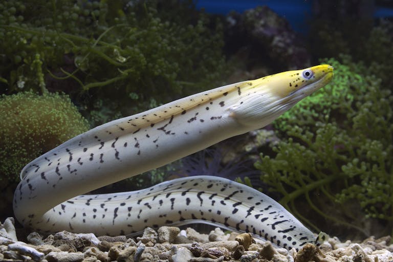 Close-up of a yellow-headed fimbriated moray eel among colorful coral in a vibrant underwater scene.