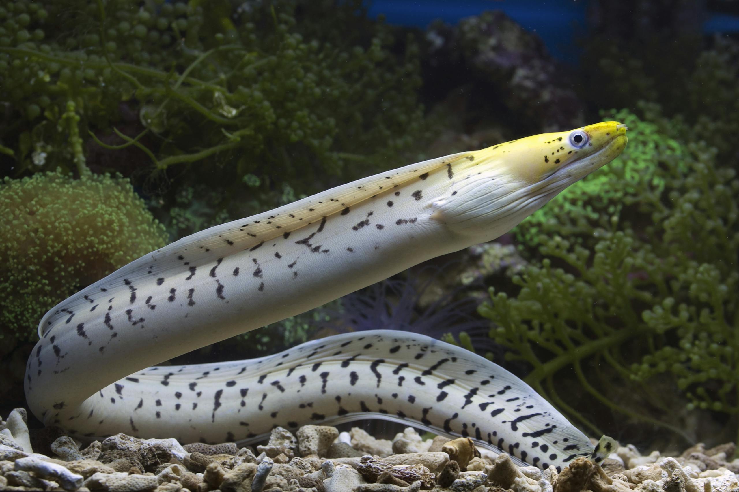 Close-up of a yellow-headed fimbriated moray eel among colorful coral in a vibrant underwater scene.