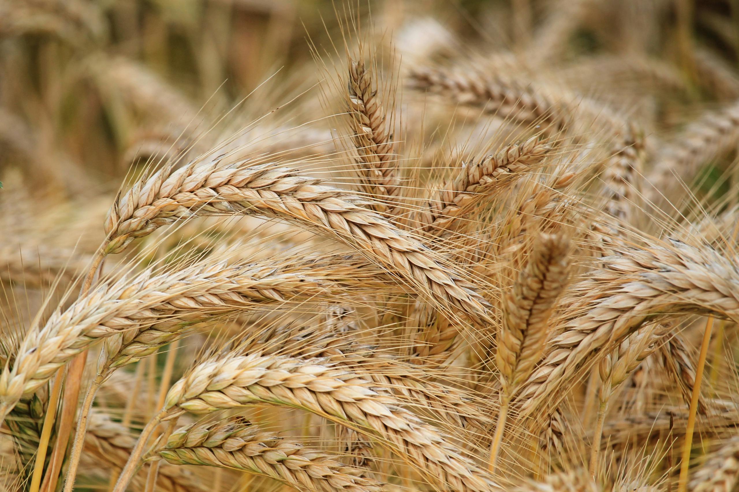 Close-up of golden wheat in a summer field. Perfect for agricultural themes.