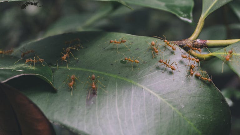 Close-up of red weaver ants walking on a green leaf in a natural forest setting.