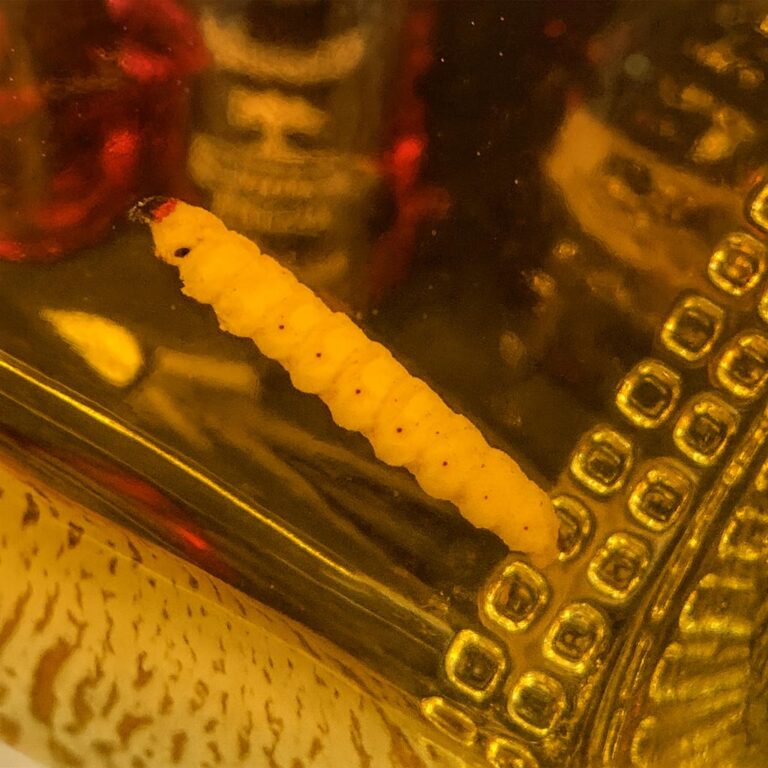 The Surprising Truth Behind the Mezcal Bottle Worm
