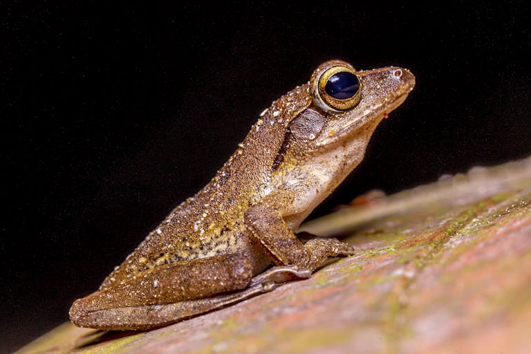 Detailed close-up of a brown frog in Phang-nga, Thailand at night.