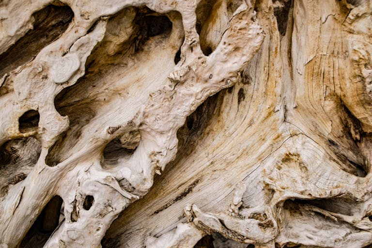 Detailed close-up of weathered tree bark showcasing its unique texture and patterns.