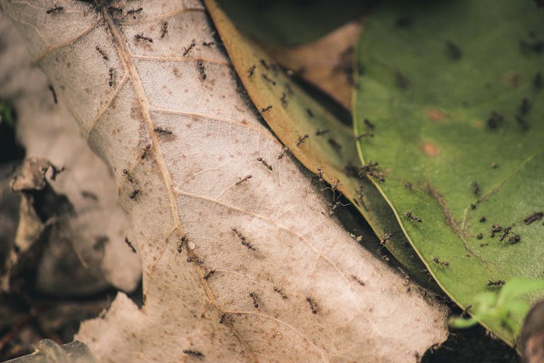 Detailed close-up photo of ants crawling over decayed and fresh leaves.