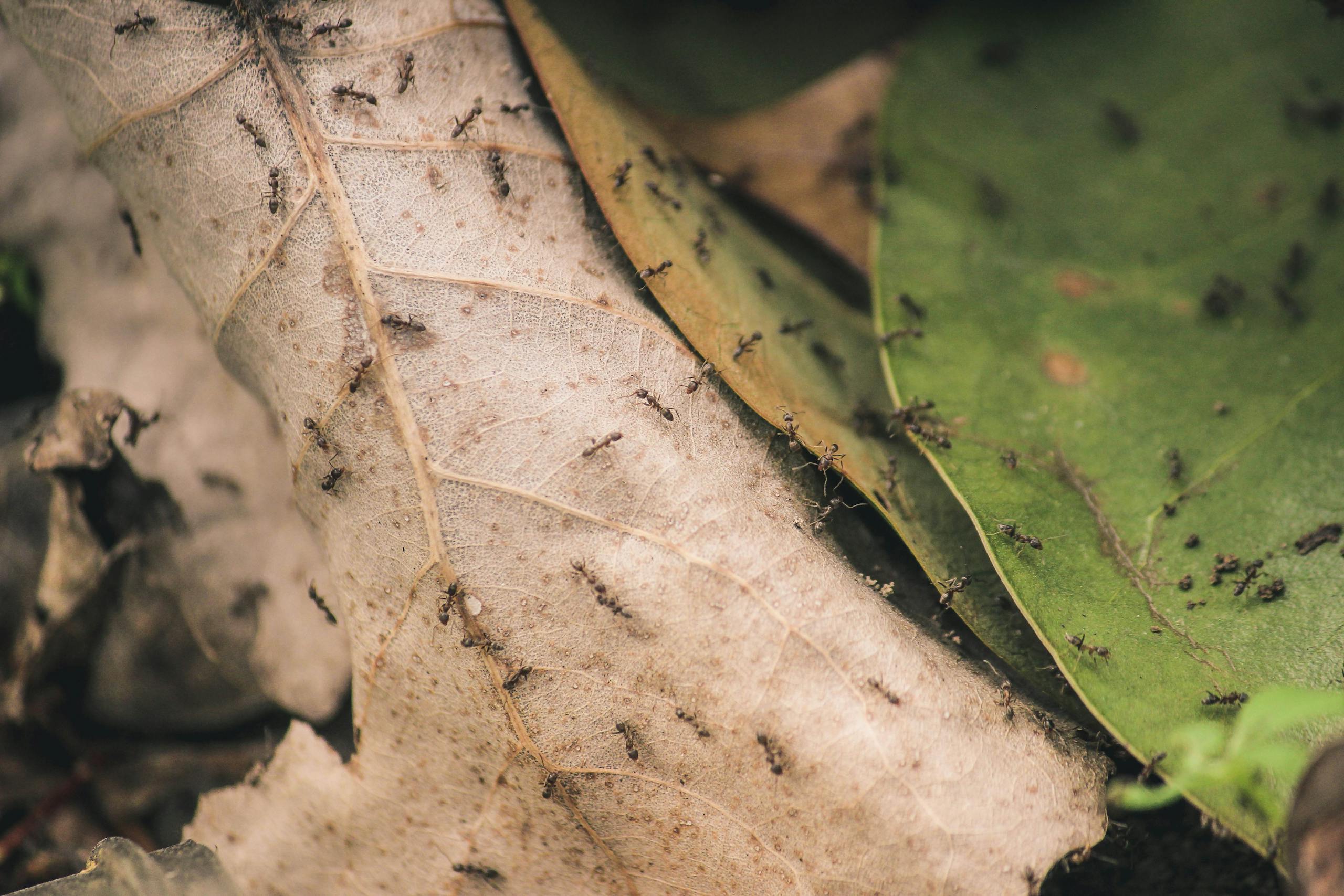 Fiji’s Ants Are Disappearing: A Deep Dive into the Insect Apocalypse Detailed close-up photo of ants crawling over decayed and fresh leaves.