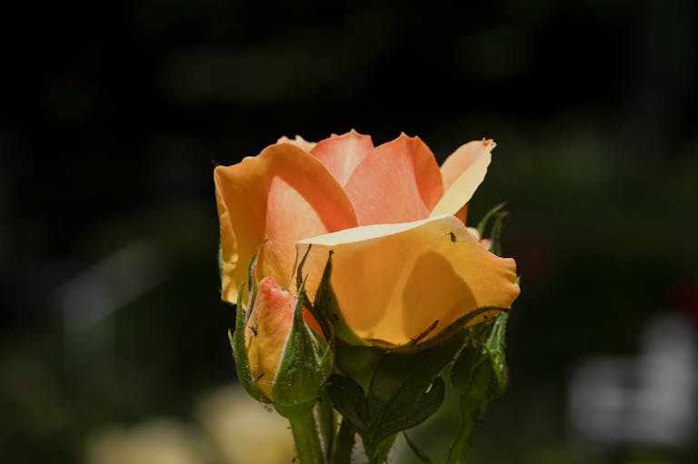 Detailed shot of an orange rose in bloom with green foliage, in natural light.