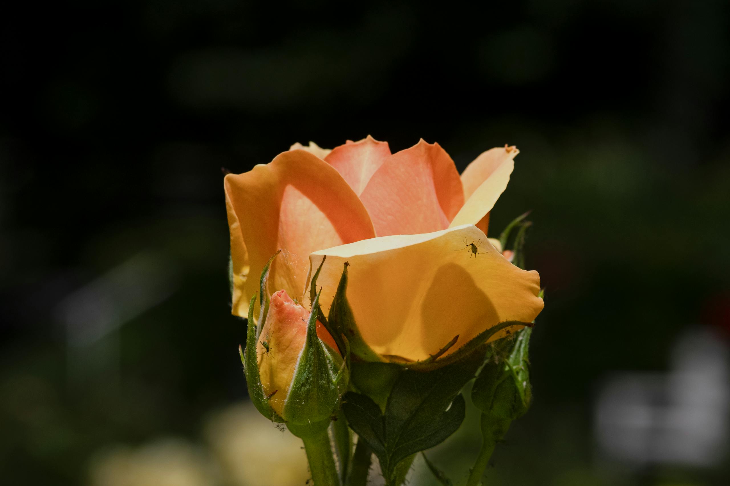 Detailed shot of an orange rose in bloom with green foliage, in natural light.
