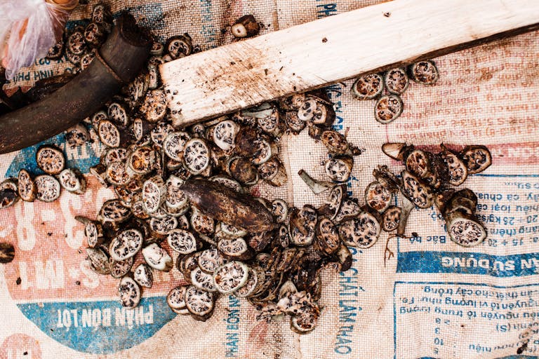 Detailed view of sliced betel nuts scattered on a textured burlap surface with rustic wooden tools.
