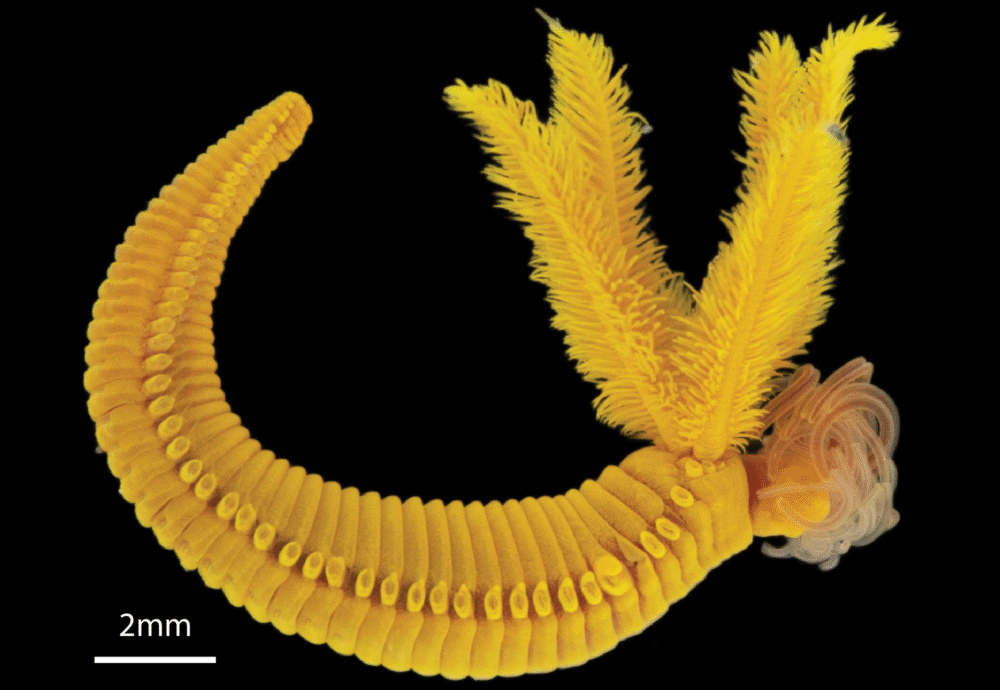 The Bright Yellow Worm That Turns Ocean Poison Into Golden Crystals The Bright Yellow Worm That Turns Ocean Poison Into Golden Crystals