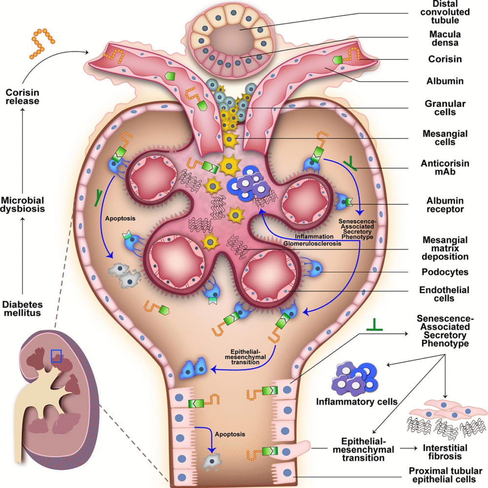 Antibody Treatment Could Stop Gut Bacteria Molecule Driving Kidney Fibrosis