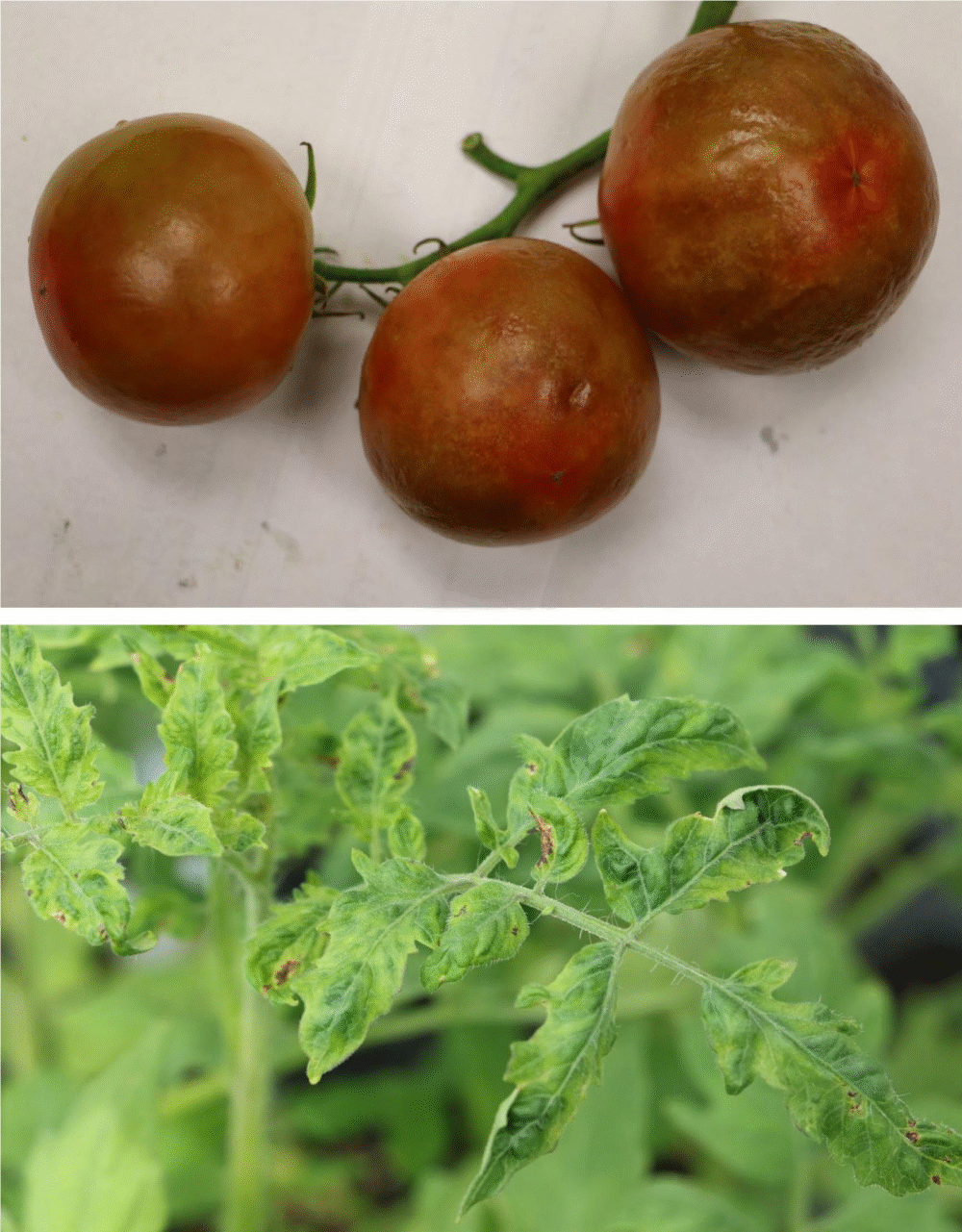 A 1990s Tomato Line Could Help Fight Today’s Billion-Dollar Virus Threat