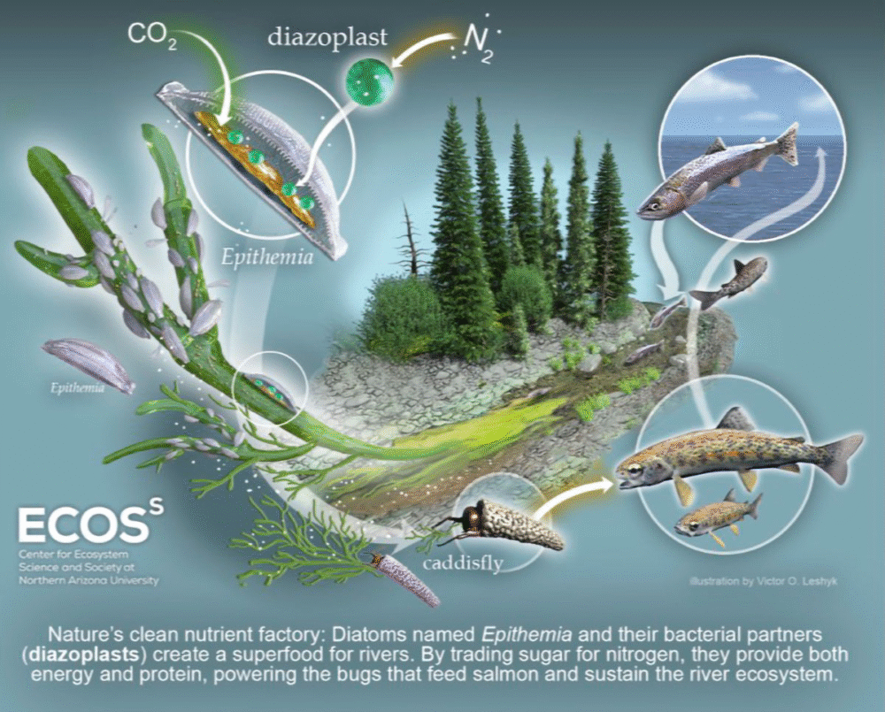 A Microscopic Alliance in California’s Eel River Is Feeding Salmon and Inspiring Clean Technology