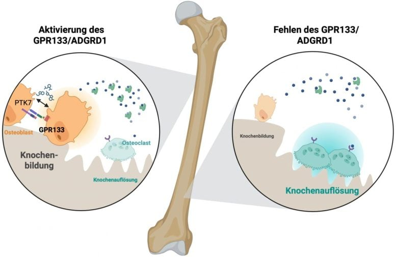 Scientists Discover a Bone “Switch” That Could Help Stop Osteoporosis