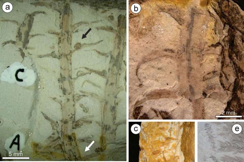 Brazilian Scientists Crack a 50-Year-Old Fossil Mystery With Discovery of a New Ancient Plant Brazilian Scientists Crack a 50-Year-Old Fossil Mystery With Discovery of a New Ancient Plant