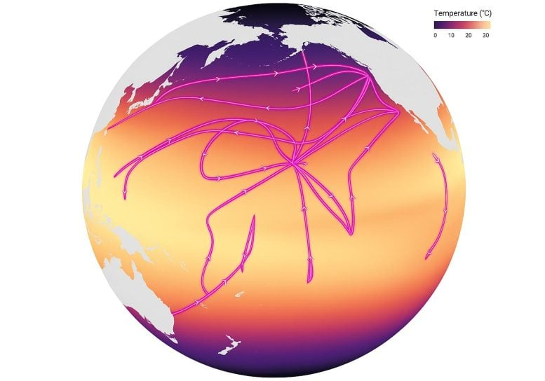 The Ocean’s Most Abundant Microbe Could Struggle to Survive Global Warming