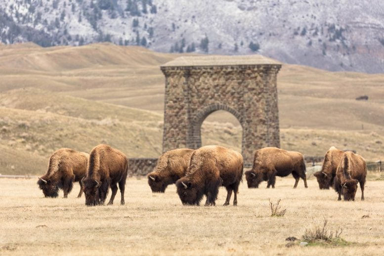 Yellowstone’s Roaming Bison and Their Role in Reviving Ecosystems Yellowstone’s Roaming Bison and Their Role in Reviving Ecosystems