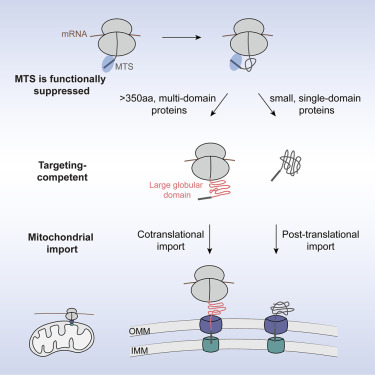 Caltech Scientists Overturn Long-Held Model of Mitochondrial Protein Import Caltech Scientists Overturn Long-Held Model of Mitochondrial Protein Import