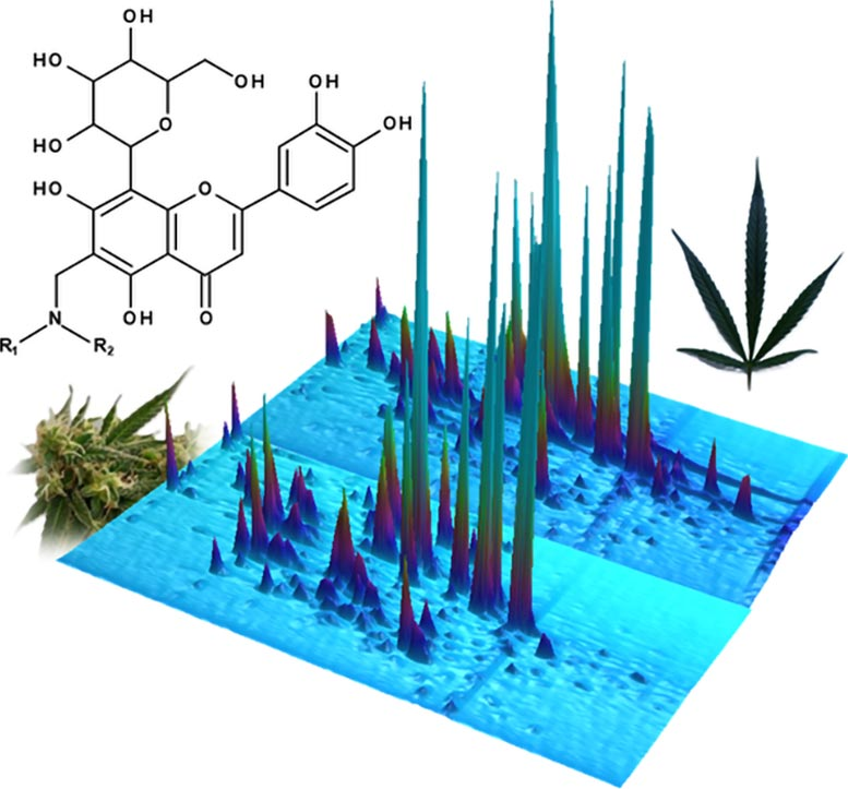 Cannabis Leaves Hold a Hidden Treasure: Rare Compounds Revealed