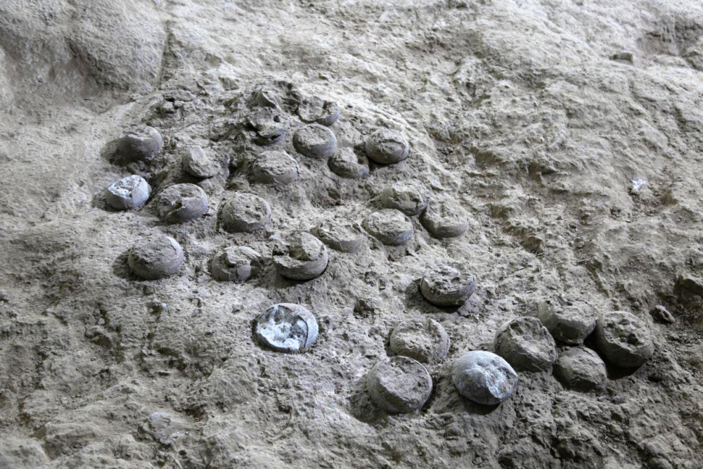 Scientists Successfully Date 85-Million-Year-Old Dinosaur Eggs in China