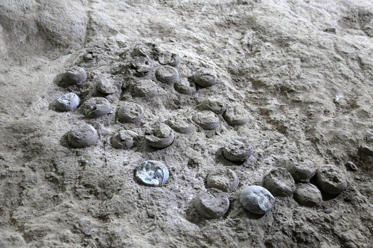Scientists Successfully Date 85-Million-Year-Old Dinosaur Eggs in China