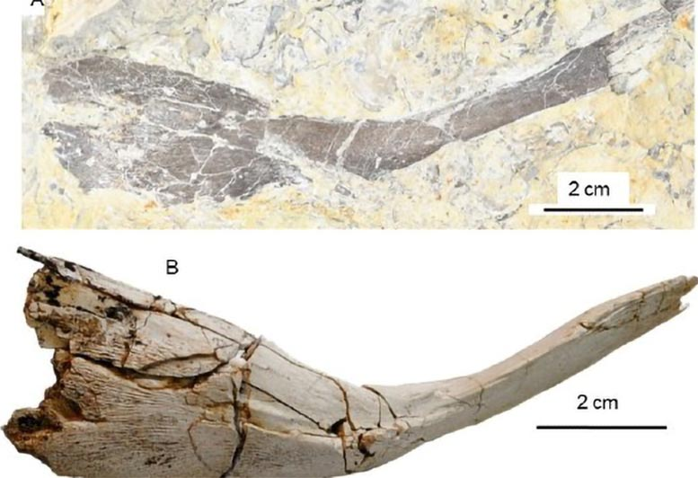 New Species of Ancient Coelacanth Fossils Identified in the UK After 150 Years