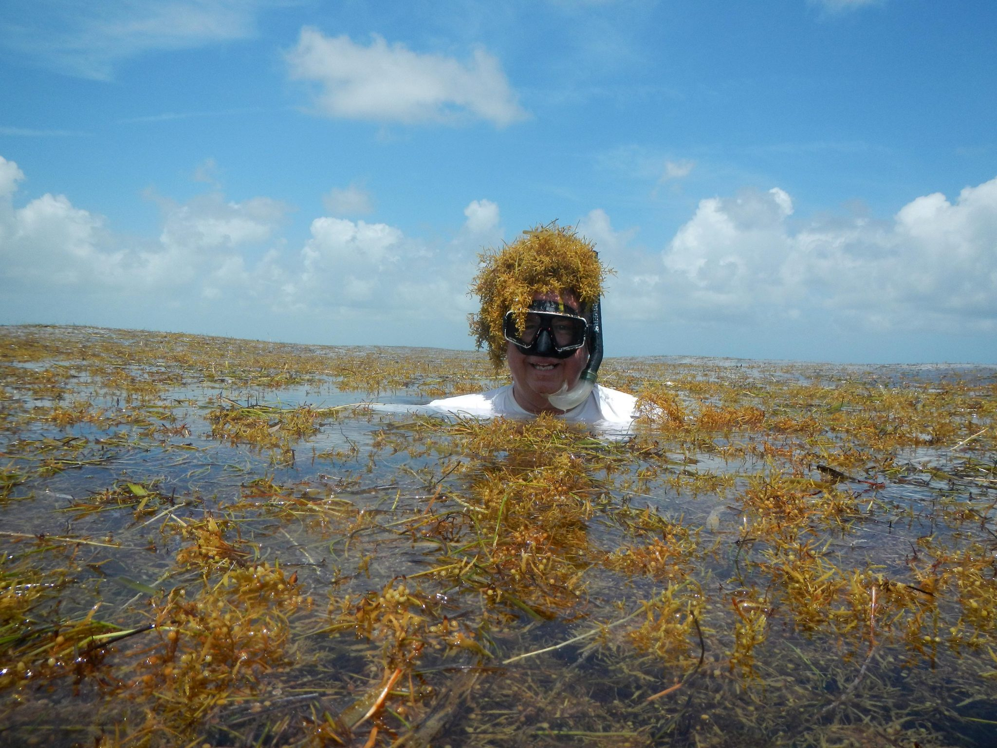 Why a Floating Seaweed Is Taking Over the Atlantic Ocean