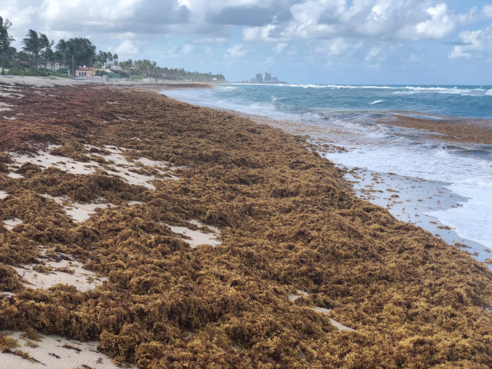 Why a Floating Seaweed Is Taking Over the Atlantic Ocean