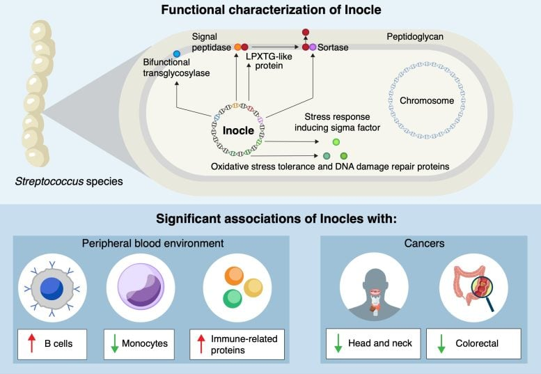 Scientists Uncover Giant DNA Elements Called Inocles in the Human Mouth