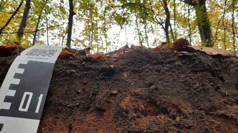 Forests Are Now Trapping Plastic - A New Study Reveals How Deep the Problem Goes