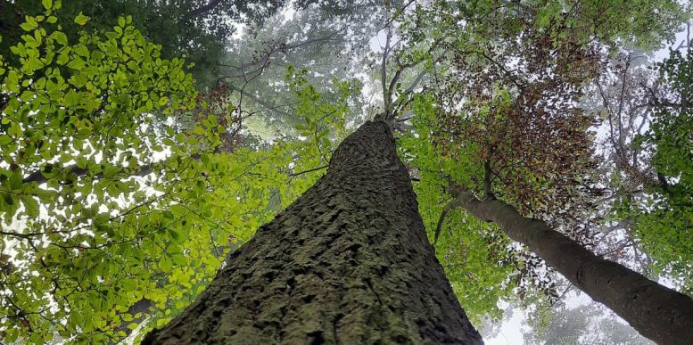 Forests Are Now Trapping Plastic - A New Study Reveals How Deep the Problem Goes
