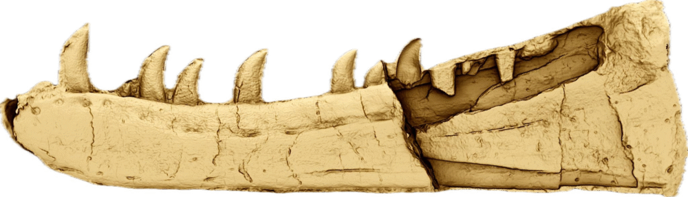 A New Dinosaur Species named Newtonsaurus Cambrensis from Wales Finally Identified After 125 Years