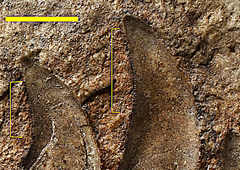 A New Dinosaur Species named Newtonsaurus Cambrensis from Wales Finally Identified After 125 Years