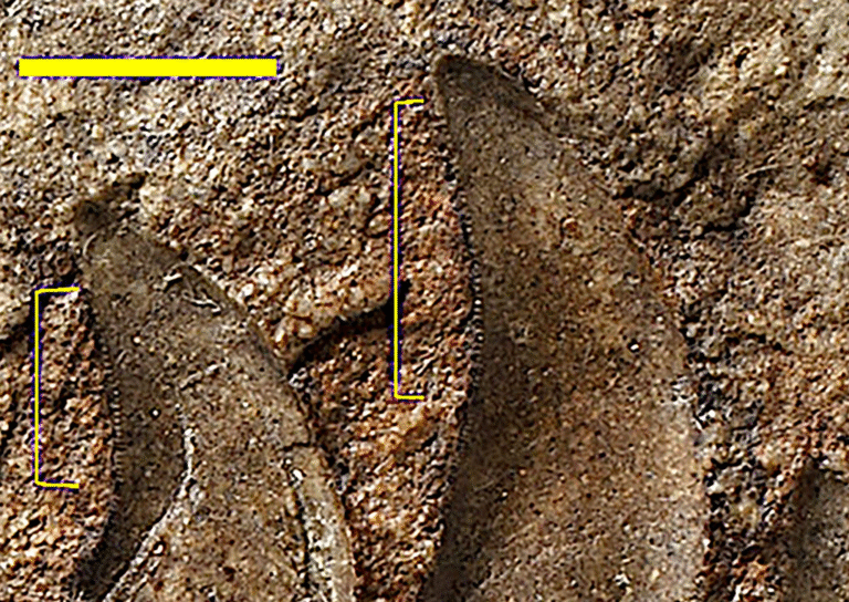 A New Dinosaur Species named Newtonsaurus Cambrensis from Wales Finally Identified After 125 Years