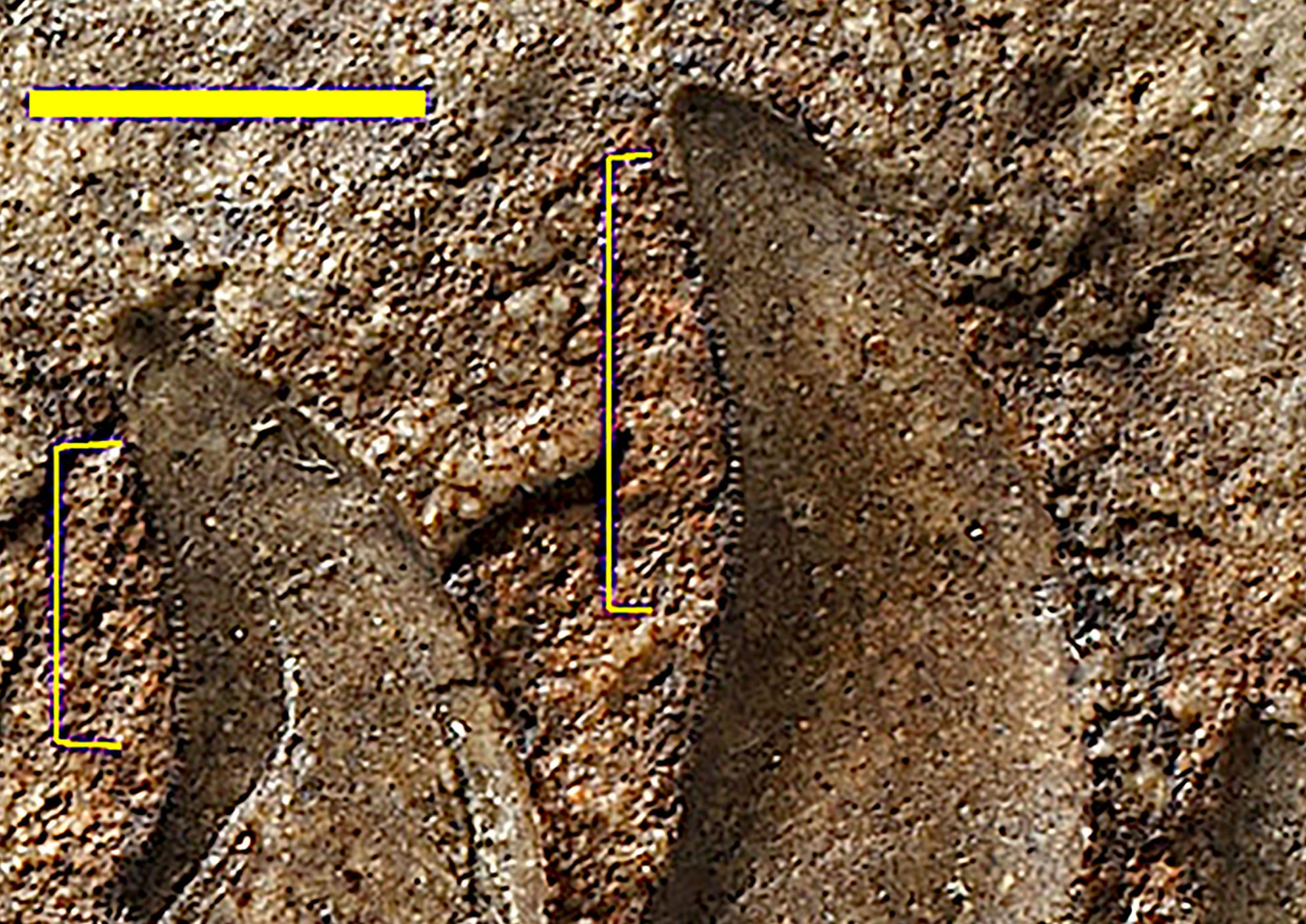 A New Dinosaur Species named Newtonsaurus Cambrensis from Wales Finally Identified After 125 Years A New Dinosaur Species named Newtonsaurus Cambrensis from Wales Finally Identified After 125 Years