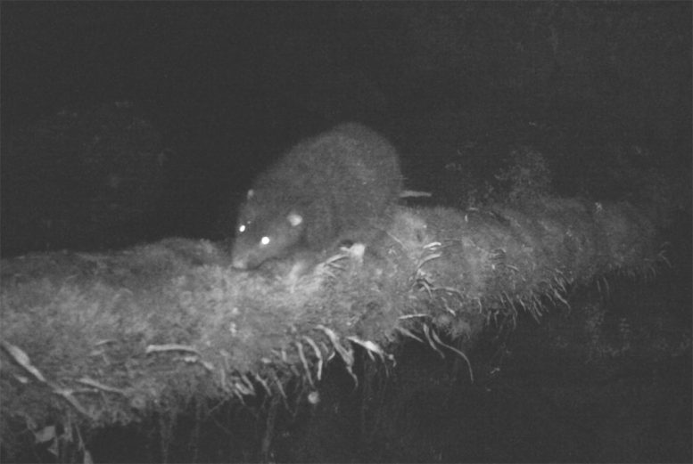 First-Ever Photos Reveal the Subalpine Woolly Rat of New Guinea