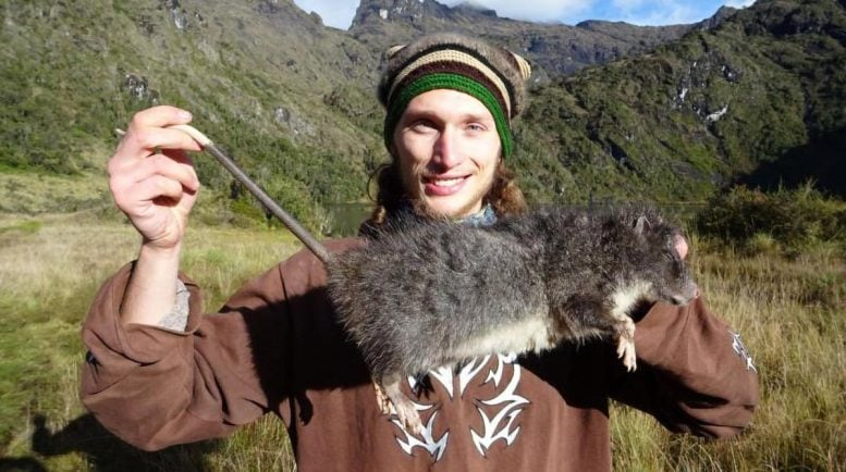 First-Ever Photos Reveal the Subalpine Woolly Rat of New Guinea