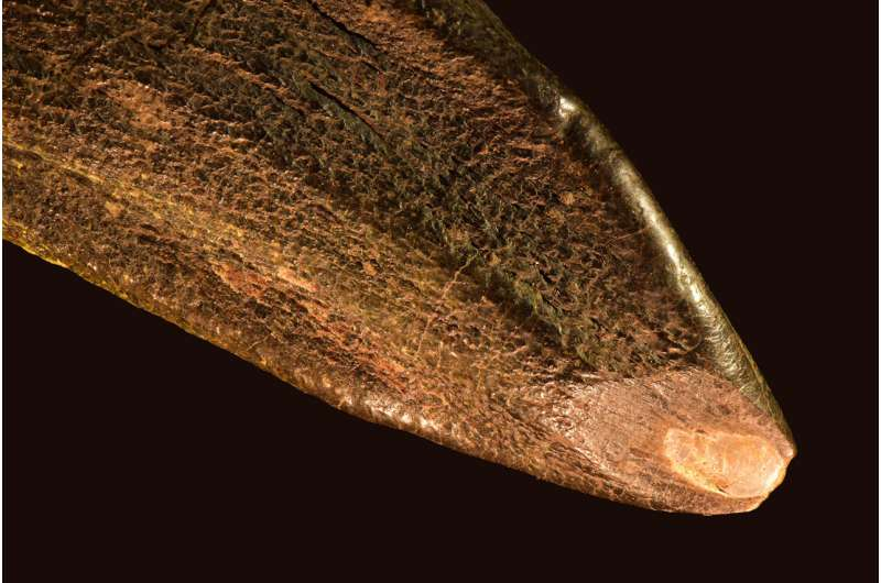 What Dinosaur Teeth Reveal About Jurassic Life What Dinosaur Teeth Reveal About Jurassic Life